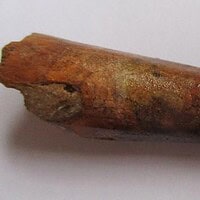 De grootte van deze spinosaurus tand is 7.0 cm. Het fossiel is gevonden in de Kem Kem Hamada, Marokko, en stamt uit het Krijt (145–66 miljoen jaar geleden).
