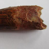 De grootte van deze spinosaurus tand is 6.5 cm. Het fossiel is gevonden in de Kem Kem Hamada, Marokko, en stamt uit het Krijt (145–66 miljoen jaar geleden).