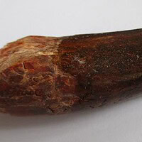 De grootte van deze spinosaurus tand is 6.5 cm. Het fossiel is gevonden in de Kem Kem Hamada, Marokko, en stamt uit het Krijt (145–66 miljoen jaar geleden).