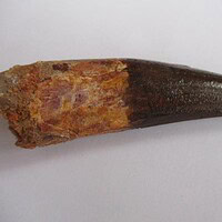 De grootte van deze spinosaurus tand is 7.5 cm. Het fossiel is gevonden in de Kem Kem Hamada, Marokko, en stamt uit het Krijt (145–66 miljoen jaar geleden).