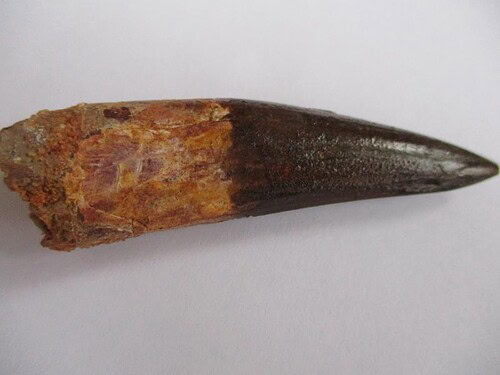 De grootte van deze spinosaurus tand is 7.5 cm. Het fossiel is gevonden in de Kem Kem Hamada, Marokko, en stamt uit het Krijt (145–66 miljoen jaar geleden).