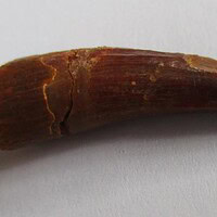 De grootte van deze spinosaurus tand is 2.5 cm. Het fossiel is gevonden in de Kem Kem Hamada, Marokko, en stamt uit het Krijt (145–66 miljoen jaar geleden).