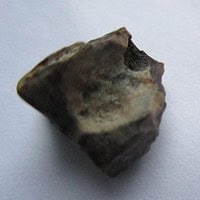 De grootte van deze Hadrosaurus Tand is 0.5 cm. Het fossiel is gevonden in Montana, USA en komt uit het laat Krijt (86.3- 66 miljoen jaar geleden).