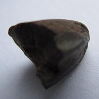 De grootte van deze Hadrosaurus Tand is 0.5 cm. Het fossiel is gevonden in Montana, USA en komt uit het laat Krijt (86.3- 66 miljoen jaar geleden).