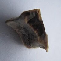 De grootte van deze Hadrosaurus Tand is 0.5 cm. Het fossiel is gevonden in Montana, USA en komt uit het laat Krijt (86.3- 66 miljoen jaar geleden).