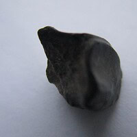 De grootte van deze Hadrosaurus Tand is 0.5 cm. Het fossiel is gevonden in Montana, USA en komt uit het laat Krijt (86.3- 66 miljoen jaar geleden).