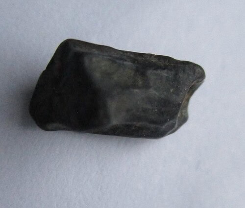 De grootte van deze Hadrosaurus Tand is 0.5 cm. Het fossiel is gevonden in Montana, USA en komt uit het laat Krijt (86.3- 66 miljoen jaar geleden).