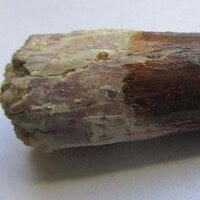De grootte van deze spinosaurus-tand is 5.5 cm. Het fossiel is gevonden in Marokko en komt uit het Krijt (112 – 93.5 miljoen jaar oud).