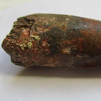 De grootte van deze spinosaurus-tand is 5 cm. Het fossiel is gevonden in Marokko en komt uit het Krijt (112 – 93.5 miljoen jaar oud).