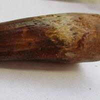 De grootte van deze spinosaurus-tand is 6 cm. Het fossiel is gevonden in Marokko en komt uit het Krijt (112 – 93.5 miljoen jaar oud).