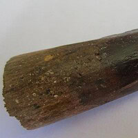 De grootte van deze spinosaurus-tand is 6.5 cm. Het fossiel is gevonden in Marokko en komt uit het Krijt (112 – 93.5 miljoen jaar oud).