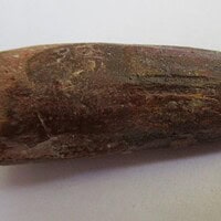 De grootte van deze spinosaurus-tand is 4 cm. Het fossiel is gevonden in Marokko en komt uit het Krijt (112 – 93.5 miljoen jaar oud).
