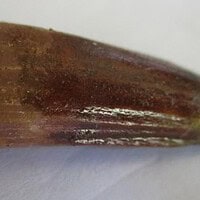 De grootte van deze spinosaurus-tand is 3.5 cm. Het fossiel is gevonden in Marokko en komt uit het Krijt (112 – 93.5 miljoen jaar oud).
