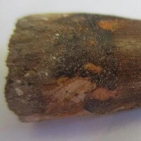 De grootte van deze spinosaurus-tand is 3.5 cm. Het fossiel is gevonden in Marokko en komt uit het Krijt (112 – 93.5 miljoen jaar oud).