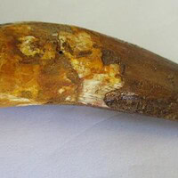 De grootte van deze spinosaurus-tand is 5.5 cm. Het fossiel is gevonden in Marokko en komt uit het Krijt (112 – 93.5 miljoen jaar oud).