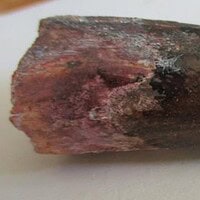 De grootte van deze spinosaurus-tand is 6 cm. Het fossiel is gevonden in Marokko en komt uit het Krijt (112 – 93.5 miljoen jaar oud).